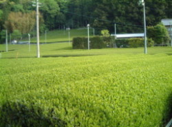 おくひかり茶園