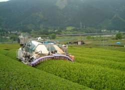 茶園(レール摘採)